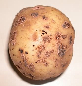 Парша - хвороба картоплі. Як з нею боротися? (Відео)